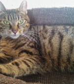 2018-08-14 Katze Svg+xml,%3Csvg%20xmlns%3D%22http%3A%2F%2Fwww.w3